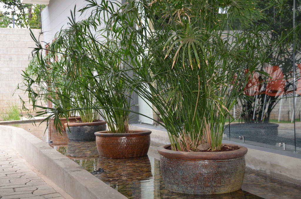 Elements Hotel Boutique Managua Zewnętrze zdjęcie